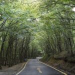 Atatürk Ormanı Yanındaki Ormanlık Alan Satışa Çıkarıldı