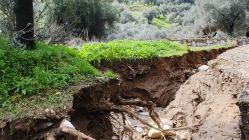 Aydın'da Taşkın Zeytinliklere Zarar Verdi, Yeni Su Kanalı Oluştu