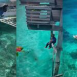 Bajau halkı: Sınırsız deniz yaşamının öznesi