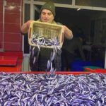 Bolu’da Hamsi Bolluğu, Pazarda Vatandaşların İlgi Odağı Oldu