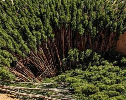 Çin'in Ağaçlandırma Projesi Su Krizine Neden Oluyor