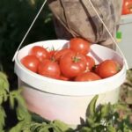 Çorum Sungurlu Diği Göleti, 1.500 Dekar Araziye Can Suyu Sağlayacak