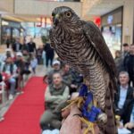 Danıştay Kararıyla Karadeniz'de Atmacacılık Geleneği Yeniden Tartışma Konusu Oldu