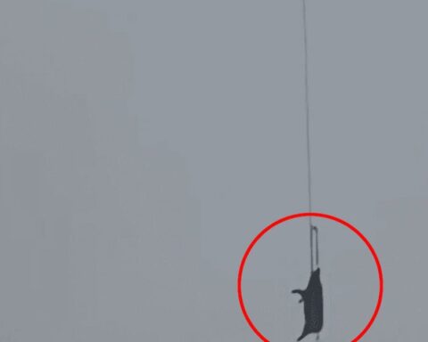 Drone İle Domuz Taşıma Girişimi Elektrik Kesintisine Neden Oldu