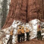 Dünyanın En Büyük Ağaçı: General Sherman'ın Boyu ve Ağırlığı Şaşırtıyor