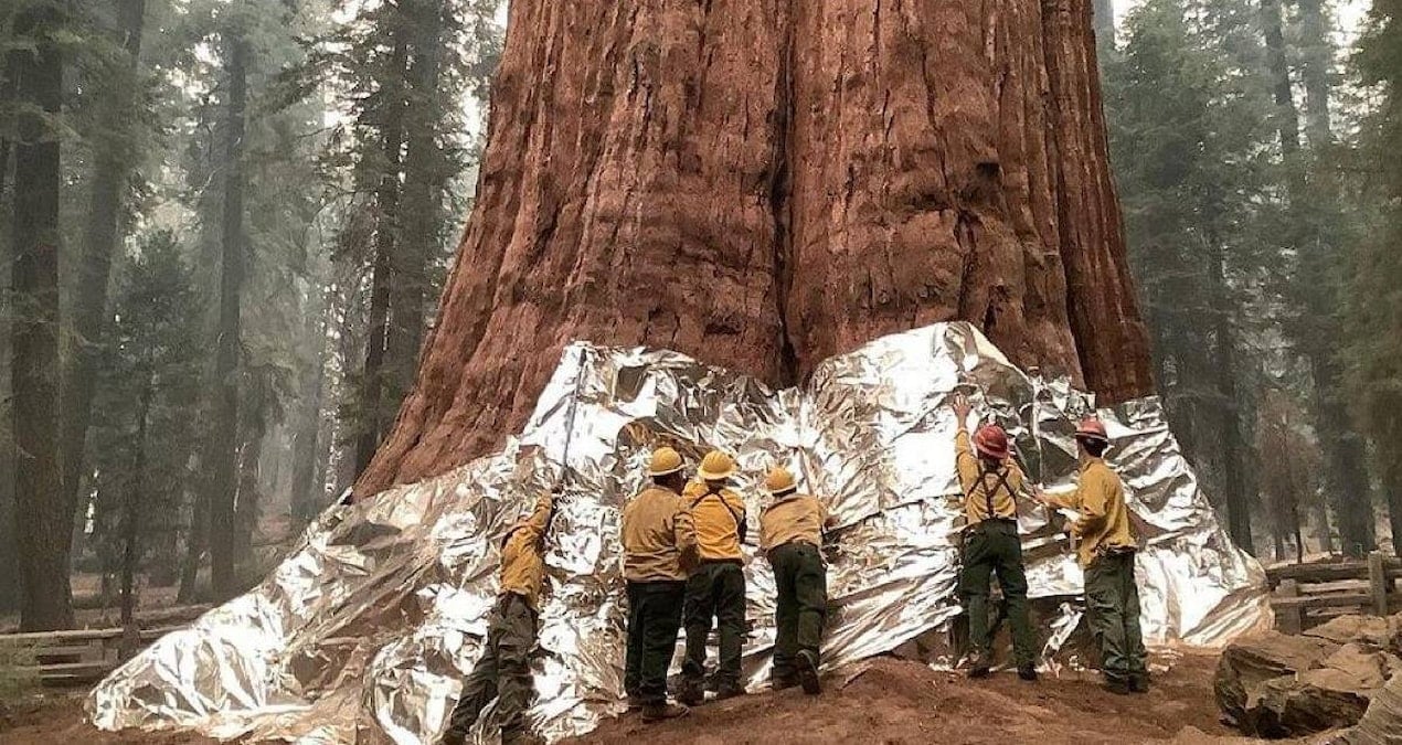 Dünyanın En Büyük Ağaçı: General Sherman'ın Boyu ve Ağırlığı Şaşırtıyor