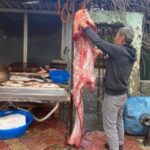 Düziçi'nde 2 Metrelik Yayın Balığı, Tezgahta Görenleri Büyüledi