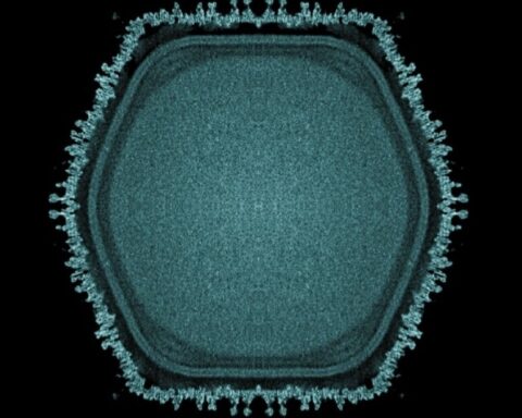 Gizli Dev Virüs Bulundu: Evrimsel Süreçte Yeni İpuçları Ortaya Çıkıyor