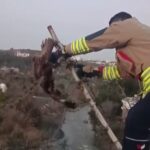 Hatay'da Tellere Takılan Şahin, İtfaiye Ekipleri Tarafından Kurtarıldı