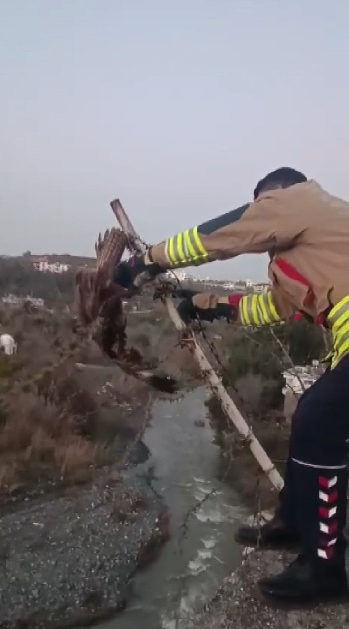 Hatay'da Tellere Takılan Şahin, İtfaiye Ekipleri Tarafından Kurtarıldı