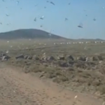 İspanya'da Çekirge Saldırısı Tarım Faaliyetlerini Tehdit Ediyor