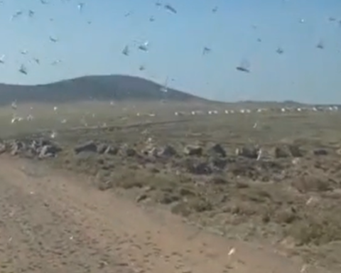 İspanya'da Çekirge Saldırısı Tarım Faaliyetlerini Tehdit Ediyor