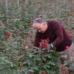 İzmir'de kesme gül hasadı başladı, fiyatlar 500 ila 1000 lira arasında değişiyor