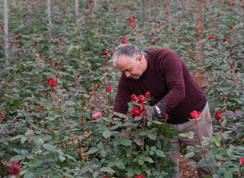 İzmir'de kesme gül hasadı başladı, fiyatlar 500 ila 1000 lira arasında değişiyor