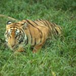 Kaplan ölümleri sonrası hastalık korkusu: Tayland'da endişeler artıyor