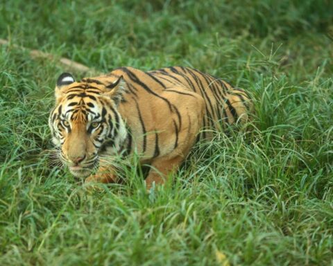 Kaplan ölümleri sonrası hastalık korkusu: Tayland'da endişeler artıyor
