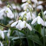 Kardelen Çiçeği Koruma Cezası 2026'da 699 Bin 245 TL Oldu