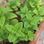 Kış Gelince İngiltere'de Fare İstilası İçin Acil Önlemler Alınmalı