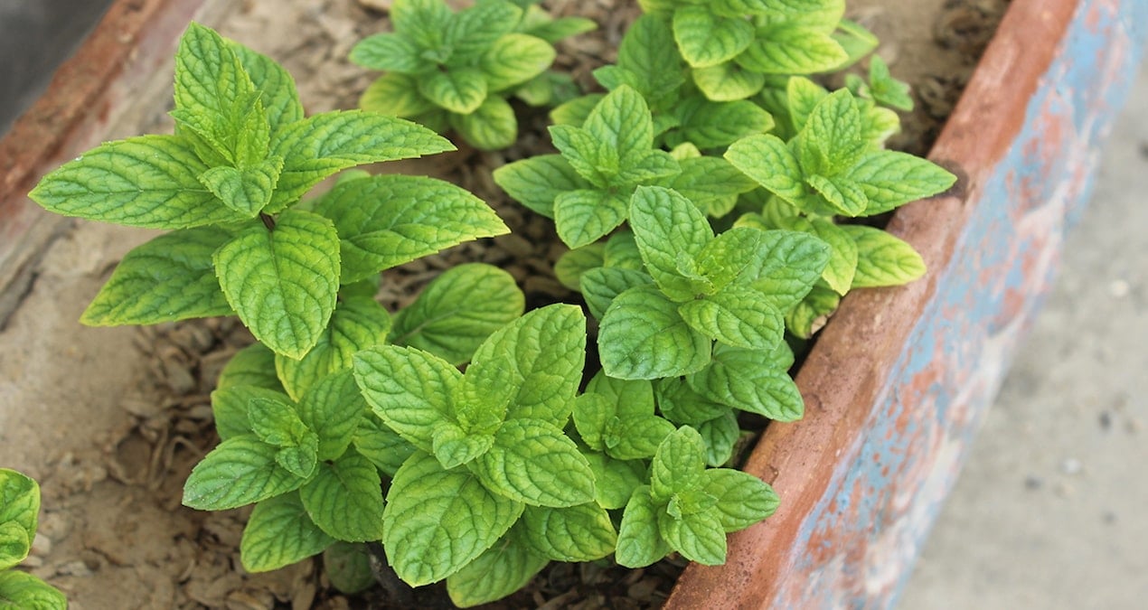 Kış Gelince İngiltere'de Fare İstilası İçin Acil Önlemler Alınmalı