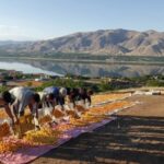 Malatya kayısısında ihracat hedefi 750 milyon dolara ulaşacak