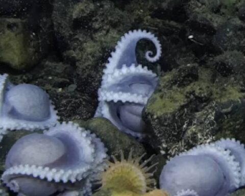 Monterey kıyılarında keşfedilen devasa ahtapot yerleşimi gündemde