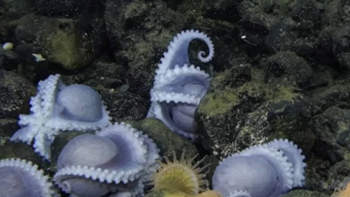 Monterey kıyılarında keşfedilen devasa ahtapot yerleşimi gündemde