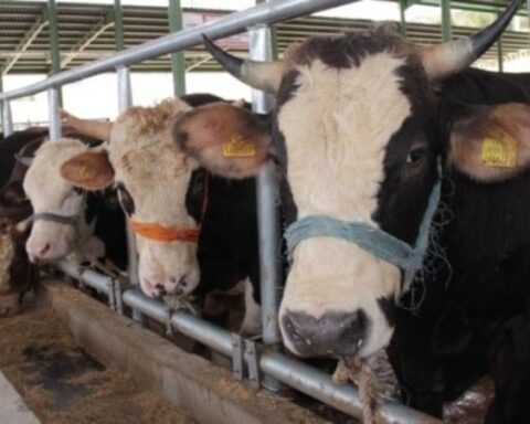 Muğla'da Şap Hastalığı Nedeniyle 11 Mahalle Karantinaya Alındı