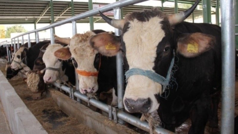 Muğla'da Şap Hastalığı Nedeniyle 11 Mahalle Karantinaya Alındı