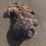 Okyanusun Yüzen Altını: Ambergris'in Değeri ve Yasal Durumu