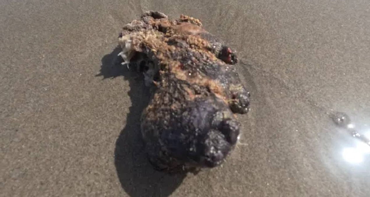 Okyanusun Yüzen Altını: Ambergris'in Değeri ve Yasal Durumu