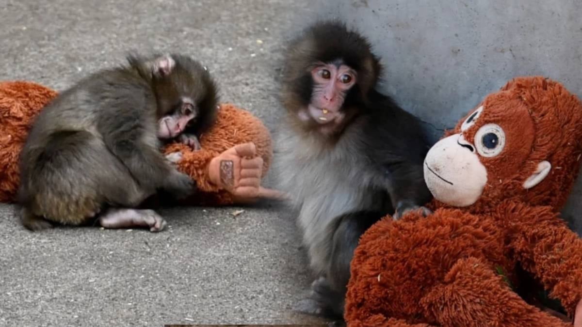 Peluş oyuncakla duygusal bağ kuran makak için global talep artışı yaşanıyor