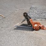 Punch'ın peluş oyuncağı Türkiye'de satışa sunuldu