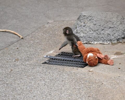 Punch'ın peluş oyuncağı Türkiye'de satışa sunuldu