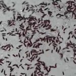 Roztoczań Milli Parkı'ndaki siyah kar arena: Kar piresi istilası korku yaratmadı