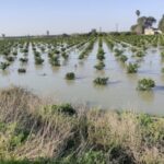 Seyhan Barajı'nda Su Seviyesi Yükseldi, Tarım Arazileri Su Altında Kaldı