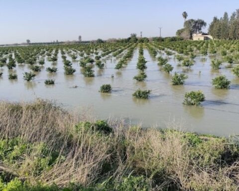 Seyhan Barajı'nda Su Seviyesi Yükseldi, Tarım Arazileri Su Altında Kaldı