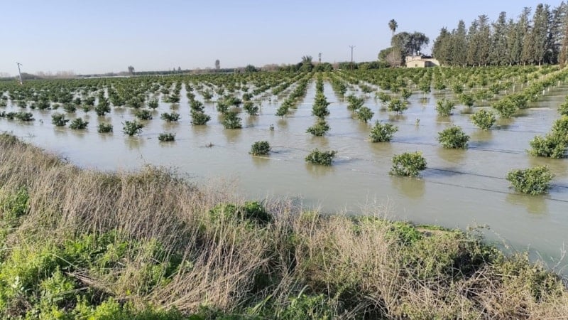 Seyhan Barajı'nda Su Seviyesi Yükseldi, Tarım Arazileri Su Altında Kaldı