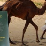 Suudi Arabistan'da 2 Milyondan Fazla Deveye Pasaport Uygulaması Başlatıldı