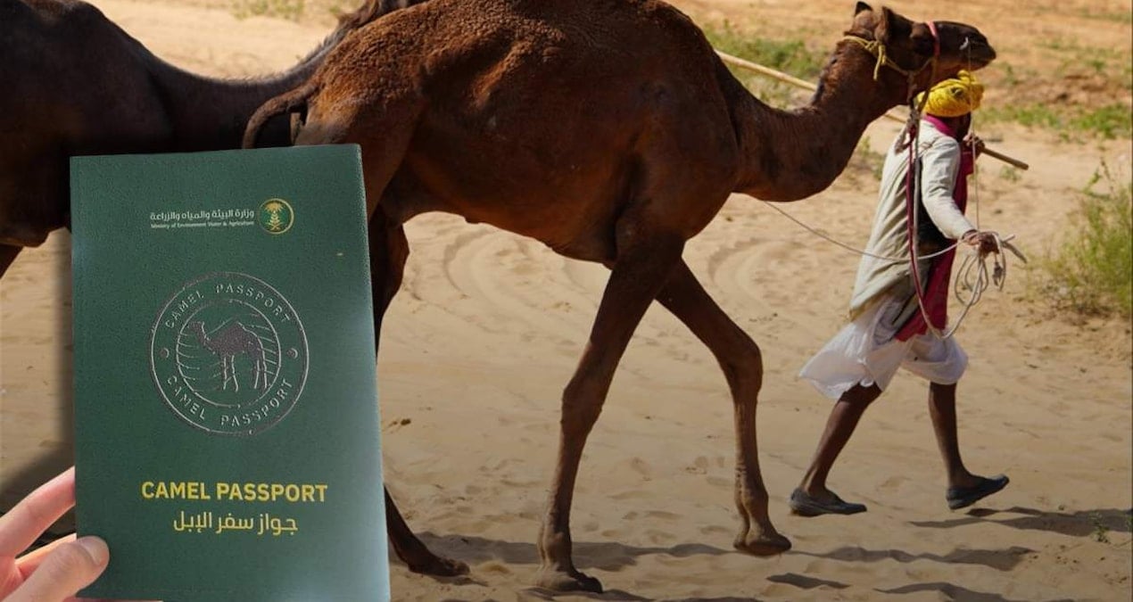 Suudi Arabistan'da 2 Milyondan Fazla Deveye Pasaport Uygulaması Başlatıldı