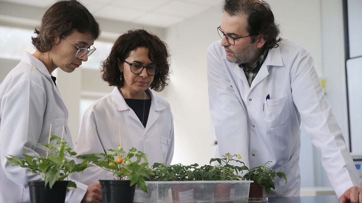 Türk Bilim İnsanları Ay ve Mars’ta Domates Yetiştirme Üzerinde Çalışmalara Başladı
