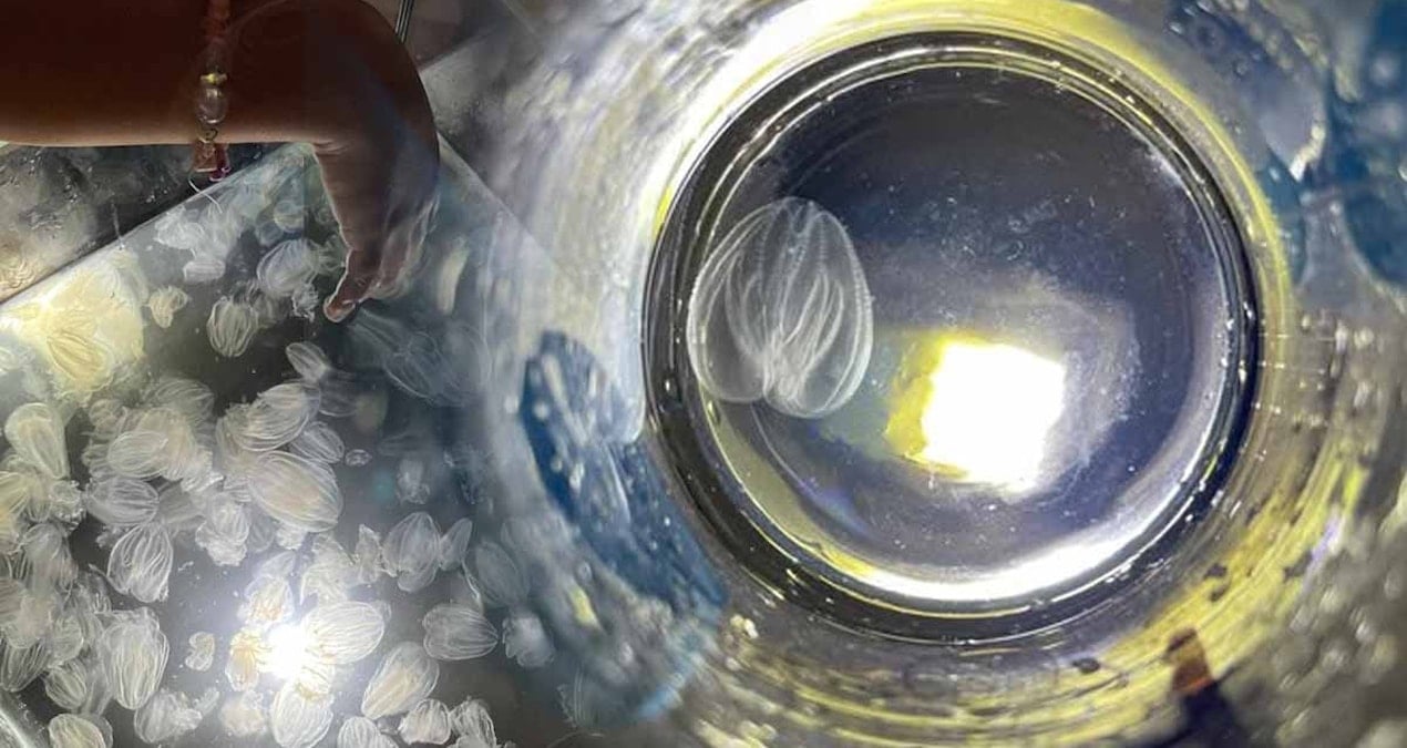 Venedik Lagünü’ndeki İstilacı Türler, Balıkçılık Ekonomisini Tehdit Ediyor