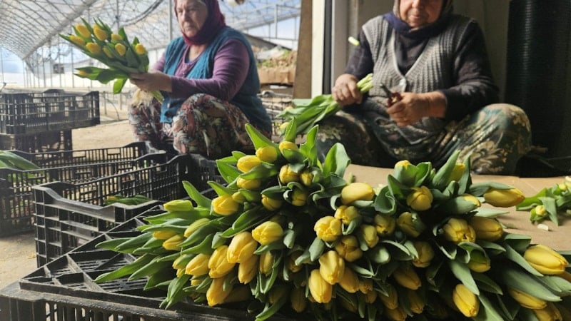 Antalya'da Su Kültürüyle Yetiştirilen Suda Lale Üretimi Artıyor