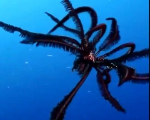 Antarktika'da Çiçeğe Benzeyen Yeni Deniz Canlısı Türü Keşfedildi