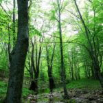 Atatürk Ormanı'na yakın alanda turizm tesisi ve konut inşası planlanıyor