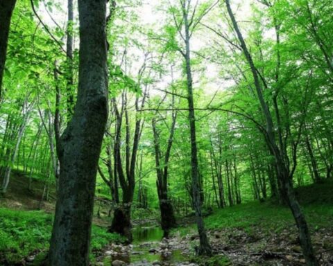 Atatürk Ormanı'na yakın alanda turizm tesisi ve konut inşası planlanıyor
