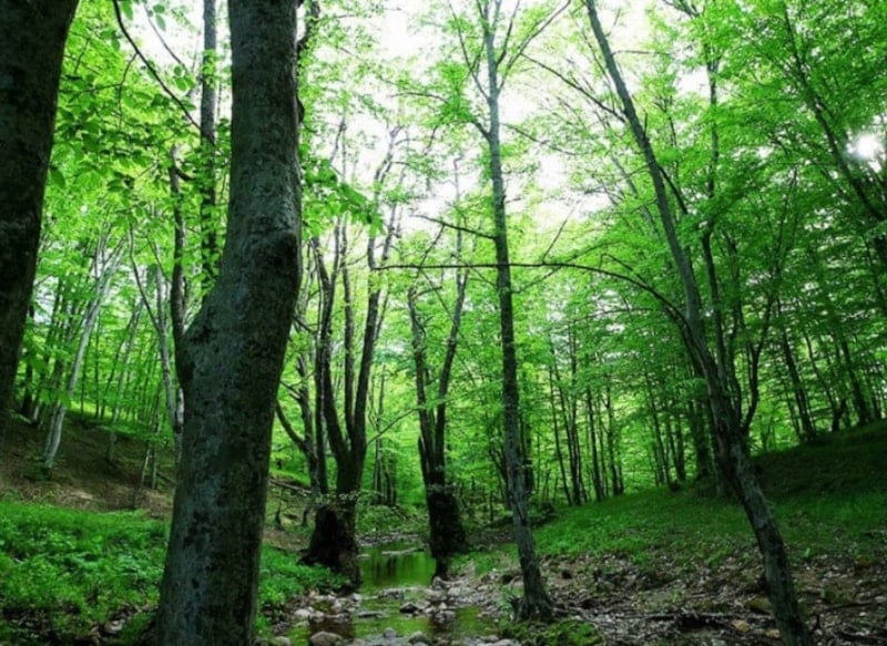 Atatürk Ormanı'na yakın alanda turizm tesisi ve konut inşası planlanıyor