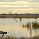 Beş yüzyıllık ağaç, iklim tarihine ışık tutuyor