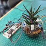 Bitkiler Artık Dertlerini Anlatabilecek: PlantGPT Teknolojisiyle İletişim Kuracaklar