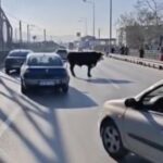 Bursa'da Çiftlikten Kaçan Boğa Trafiği Kargaşaya Sebep Oldu