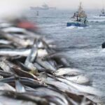 Çin'de Balık Pazarlarında Uyuşturucu Kullanımı Tespit Edildi